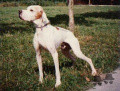 Pedigree CARIDDI DEL VENTO Pedigree CARIDDI DEL VENTO